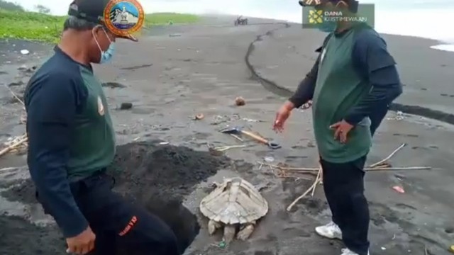 Petugas menunjukkan bangkai penyu lekang yang ditemukan di Pesisir Garongan, Panjatan, Kulon Progo. Foto: istimewa