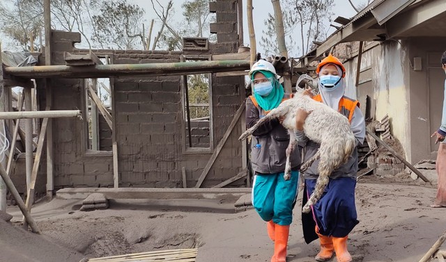 Giat Tim Relawan Yatim Mandiri melakukan evakuasi ternak warga