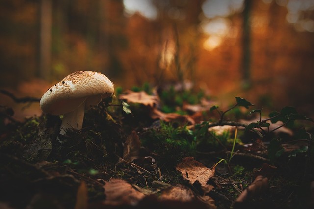 Ilustrasi tanah humus yang terbentuk melalui proses alam di sekitar pepohonan. Foto: Pixabay