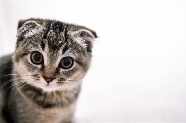 Ilustrasi nama kucing laki-laki yang lucu. Foto: freepik.com/dmitry-akreev