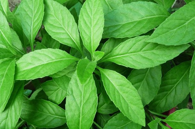 Ilustrasi daun sambung nyawa. Foto: Istock.
