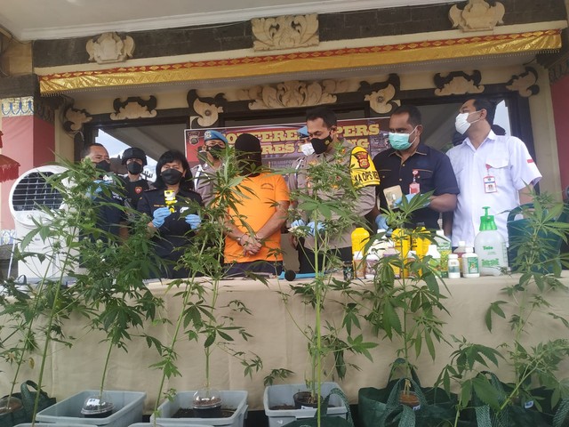 Ganja yang ditanam dalam pot dan pelaku saat berada di Polres Badung, Bali - ROB