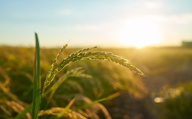 Illustrasi Agrikultur. Foto: Freepik