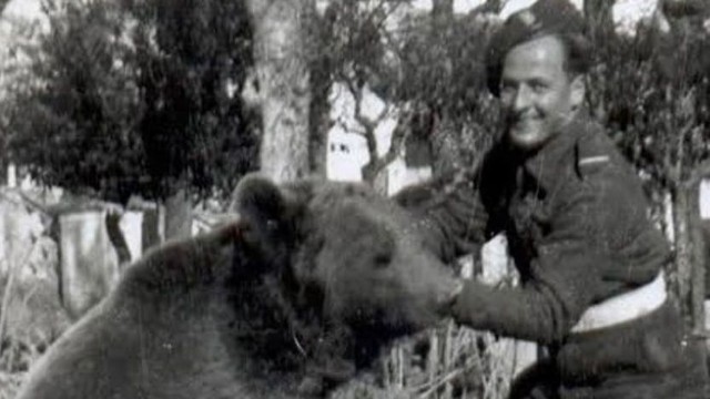 Wojtek, beruang yang menjadi tentara dan membantu Polandia melawan Nazi di Perang Dunia II. Foto: istimewa