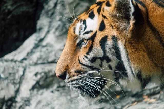Harimau. Foto: Freepik