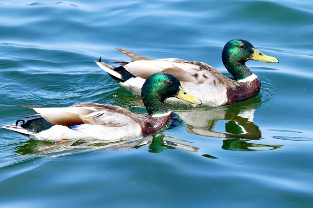 Bebek. Sumber: unsplash.