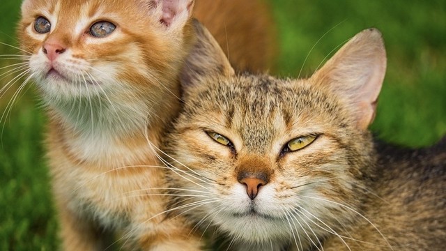 Ilustrasi pertumbuhan kucing. (Sumber: https://pixabay.com/id/photos/anak-kucing-kucing-peliharaan-licik-6479019/)