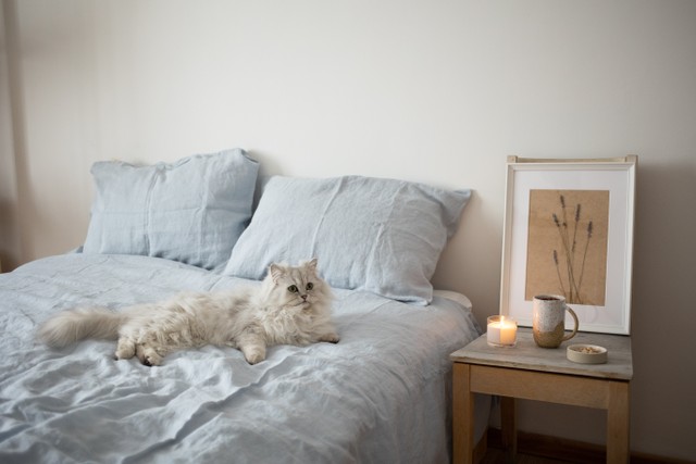 Ilustrasi rincina harga vaksin kucing lengkap, sumber foto oleh EKATERINA BOLOVTSOVA dari Pexels