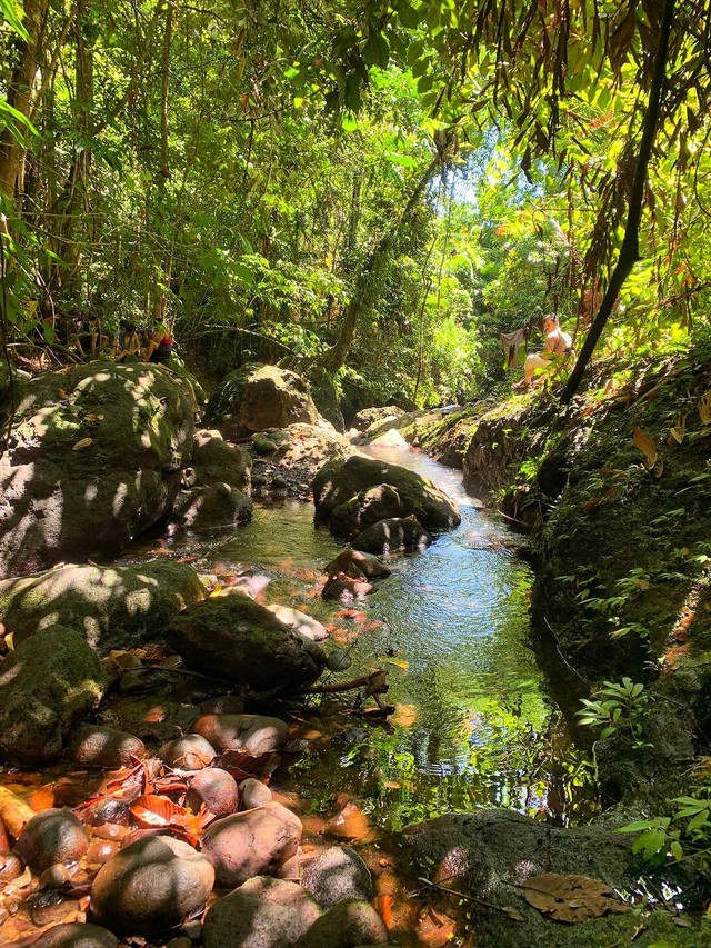 Pemandangan saat susur sungai menuju Angel Waterfall Way Campang Peisisr Barat, Kamis (16/12) | Foto : Sidik Aryono/Lampung Geh