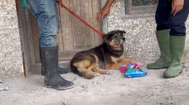 Kisah Pilu Nemo, Anjing yang Setia Menanti Pemiliknya Pulang Pasca-Erupsi Semeru