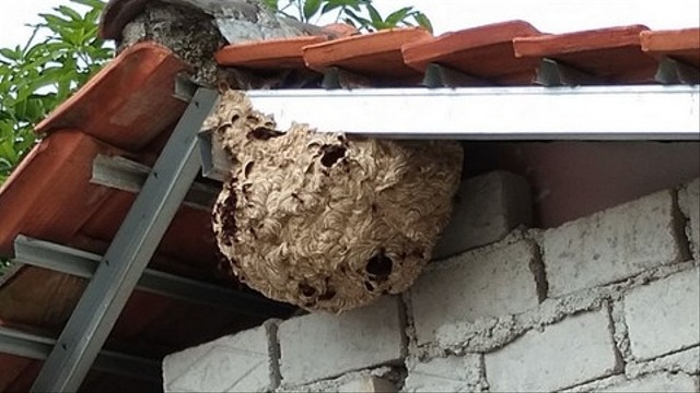 Sarang tawon menggantung di plafon rumah warga Kelurahan Cipaisan, Kecamatan/Kabupaten Purwakarta, Jabar, 18 Mei 2018. Foto: Pemkab Purwakarta