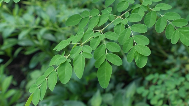 Daun kelor , sumber : pixabay.com