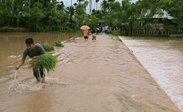 Salah seorang warga tengah mengutip padi yang hanyut terseret banjir di Padang Limau Manih, Nagari Aur Duri Surantih, Kecamatan Sutera, Pesisir Selatan, Sumatera Barat, Jumat 17 Desember 2021. Foto: dok warga/istimewa
