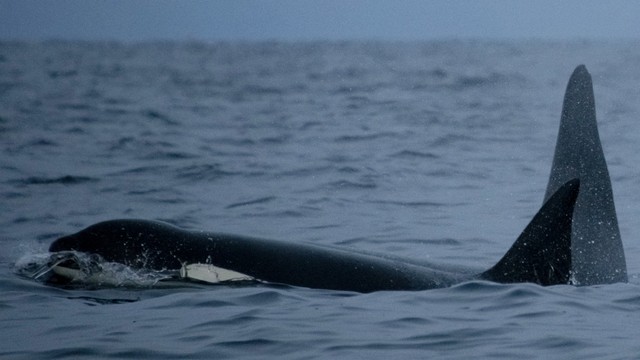 Sejumlah paus orca terlihat di fjord Skjervoy, Norwegia utara. Foto: Olivier Morin/AFP