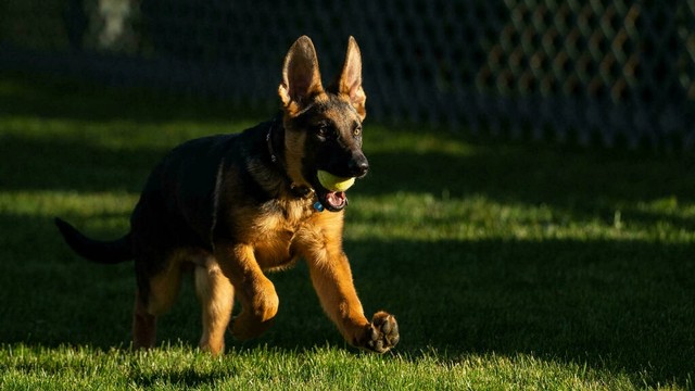 Commander, Anak anjing terbaru milik Joe Biden. Foto: The White House/AFP
