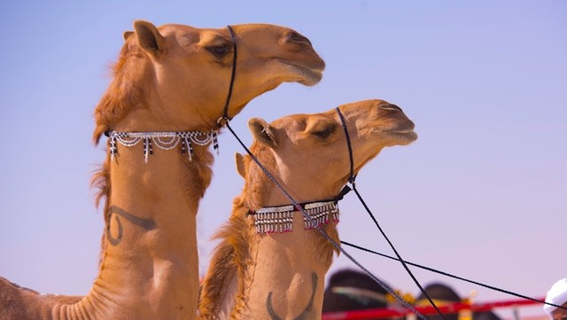 Al Dhafra, festival unik yang memamerkan keindahan unta. Foto: Dok. Abu Dhabi Culture