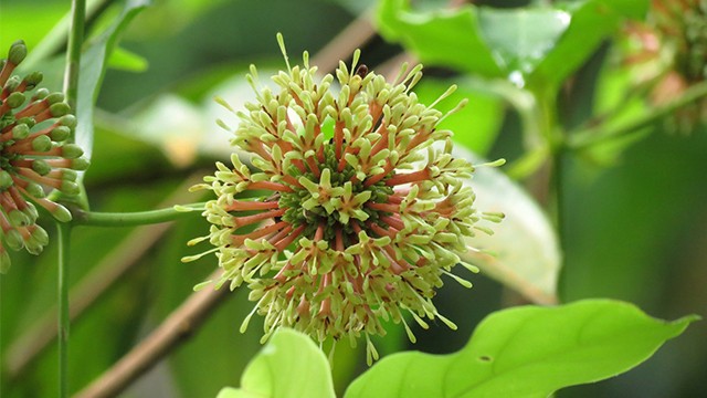 Tanaman Gambir. Foto: Dinas Perkebunan Provinsi Sumsel
