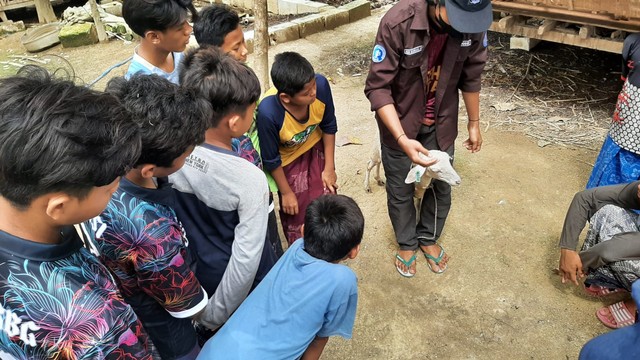 Penjelasan handling dan pengukuran lingkar dada pada domba (Sumber Gambar: Dokumentasi Pribadi Kegiatan)