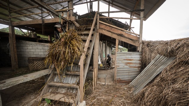 Seorang pekerja membawa daun serai wangi sisa hasil penyulingan untuk pakan ternak di Desa Tountimomor, Kakas Barat, Minahasa, Sulawesi Utara. Foto: Adwit B Pramono/ Antara