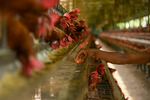 Peternak memanen telur ayam di salah satu peternakan di kawasan Lubuk Pakam, Deli Serdang, Sumatera Utara, Selasa (16/11).  Foto: Fransisco Carolio/ANTARA FOTO