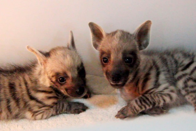 Bayi Hyena - Dok. Bali Safari Marine Park