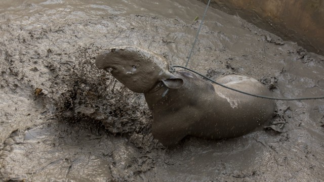 Ilustrasi seekor Tapir. Foto: FB Anggoro/ANTARA FOTO