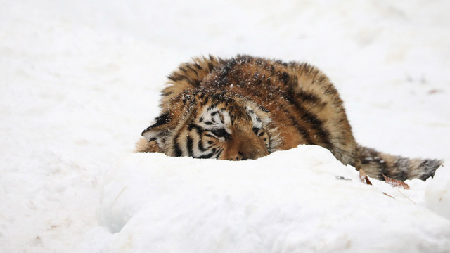 Anak harimau Siberia. Foto: REUTERS/Kim Hong-Ji