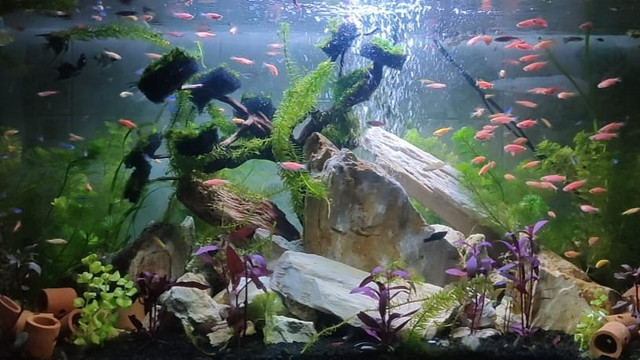 Aquascape menggunakan filter undergravel
