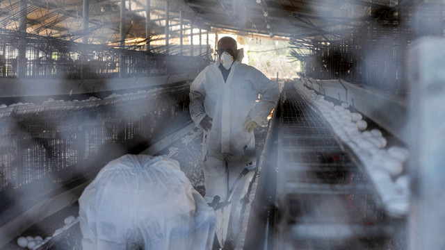 Pekerja membuang telur dari peternakan yang dikarantina di desa Moshav, Margaliot, Israel utara, Senin (3/1). Foto: Jalaa Marey/AFP