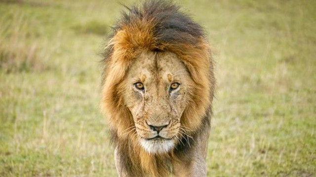 Ilustrasi singa. Foto: Shutterstock.