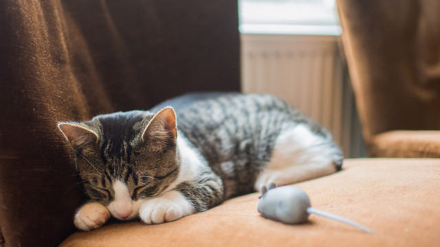 Photo by Lodewijk Hertog on Unsplash