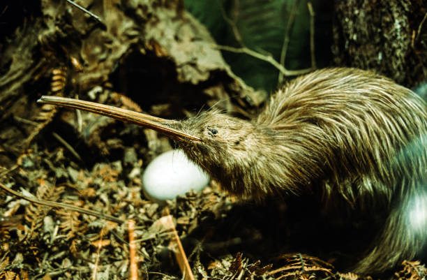 Salah satu jenis fauna Selandia Baru adalah burung kiwi. Foto: iStock