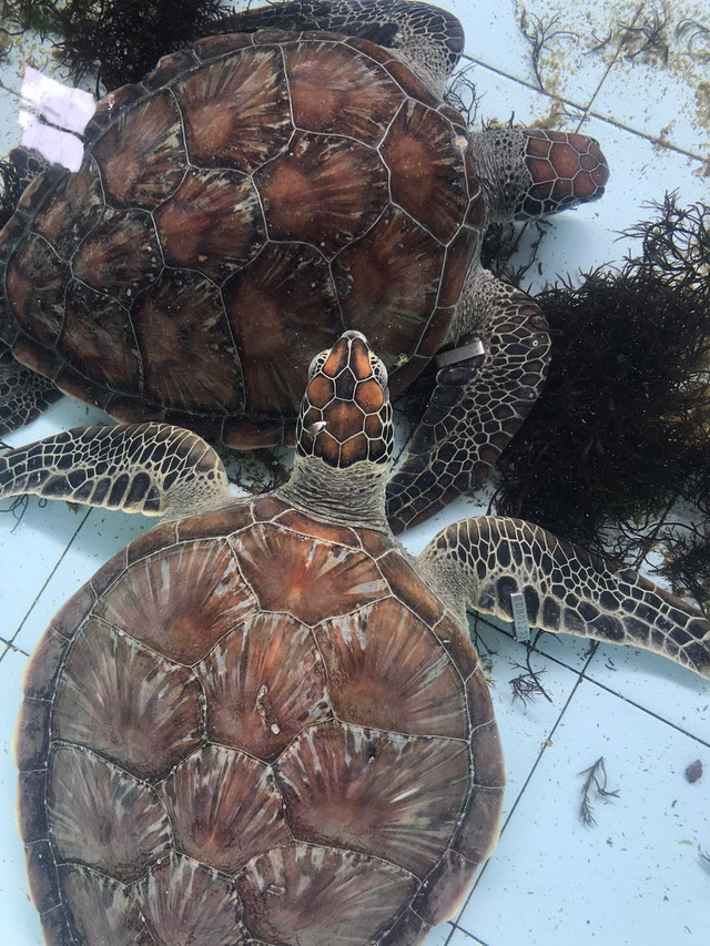 Penyu sitaan yang kini ditampung di TCEC Serangan, Denpasar - IST