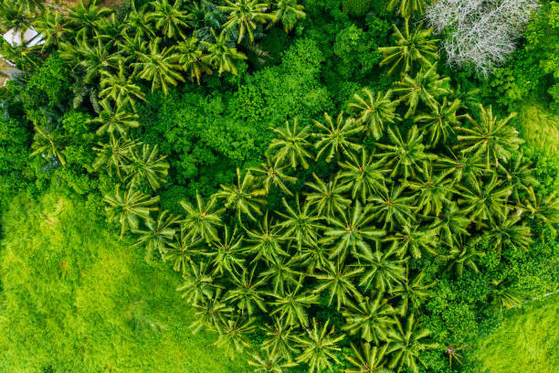 Ilustrasi vegetasi di Indonesia. Foto: iStock