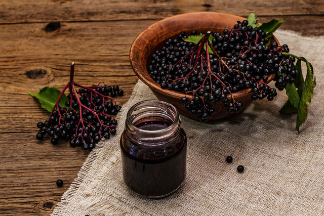 Ilustrasi buah elderberry. Foto: Shutterstock