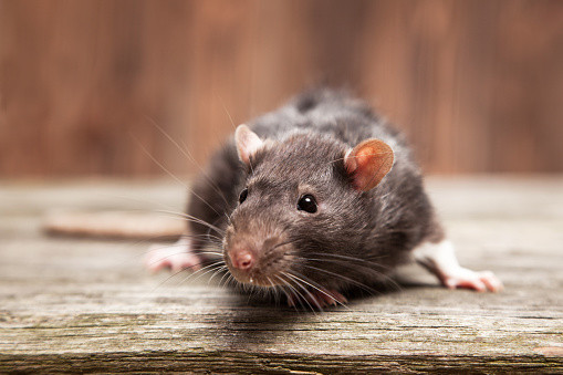 Ilustrasi mengusir tikus yang merajalela. Foto: Unsplash.com