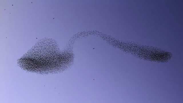Burung jalak membentuk formasi mirip sendok bengkok. Foto: Albert Keshet/YouTube