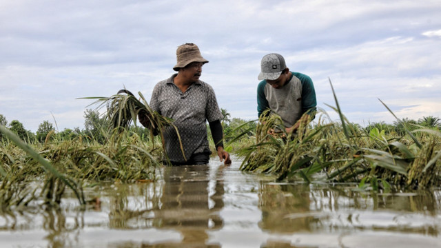 Petani di Lhoksukon, Aceh Utara memotong padi yang terendam air. Foto: Azwar Ipank untuk acehkini