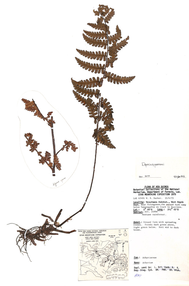 Tumbuhan paku jenis baru ditemukan di hutan Papua. Foto: Badan Riset Inovasi Nasional (BRIN)