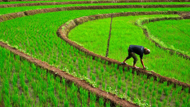 Ilustrasi sawah. Sabtu (8/1/2022) Foto: Abriawan Abhe/ANTARA FOTO