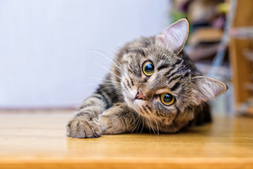 Kucing. Foto: Adobe Stock