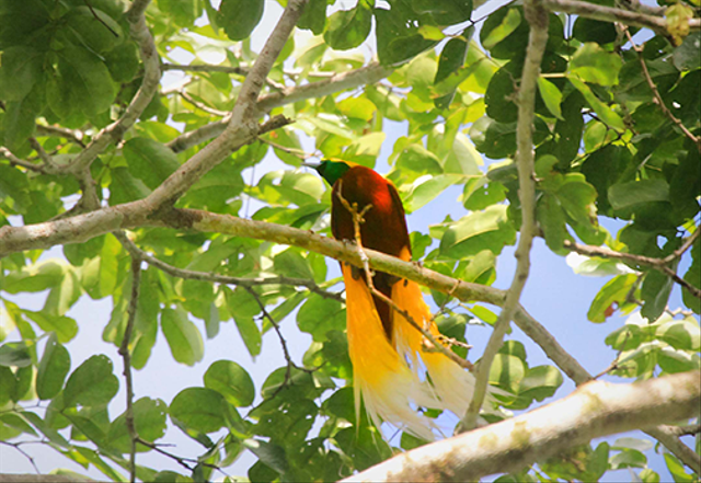 Apa akibatnya jika burung cenderawasih punah? Foto: WWF