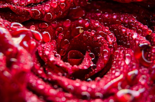 Ilustrasi Manfaat Air Mawar. Foto: Pexels
