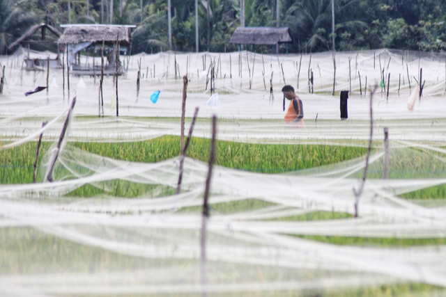 Jaring pengaman padi dari gangguan pipit di Lhokseumawe, Aceh. Foto: Azwar Ipank untuk acehkini 