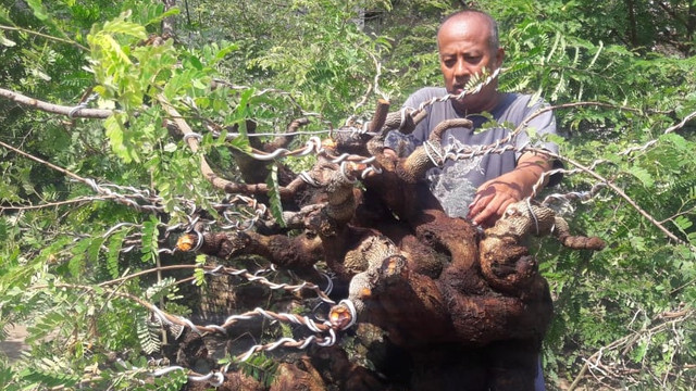 Koordinator Wilayah Piyungan PPBI Cabang Bantul, Gunardi, sedang merawat bonsai hasil budidayanya sendiri. Foto: Widi Erha Pradana