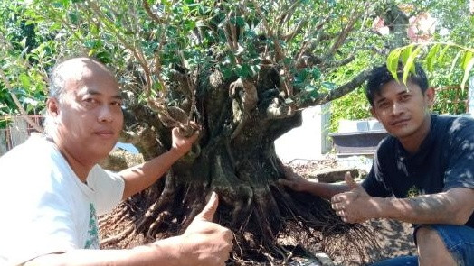 Koordinator Wilayah Piyungan PPBI Cabang Bantul, Gunardi (kiri) bersama salah satu petani bonsai di Piyungan, Bantul sedang menunjukkan salah satu bibit bonsai yang sedang ditangani. Foto: Widi Erha Pradana