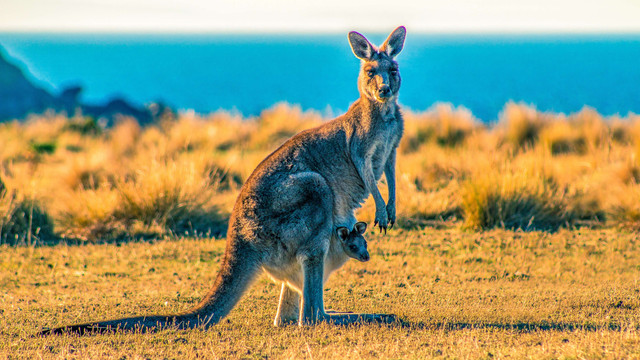 Ilustrasi Fauna Australia. Foto: Ondrej Machart via Unsplash