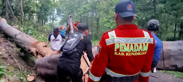 Sebuah pohon berukuran besar tumbang setelah hujan disertai angin kencang melanda di Kabupaten Kuningan, Jawa Barat. (Foto: Damkar Kuningan)