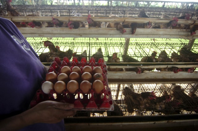 Ilustrasi telur ayam. Foto: Oky Lukmansyah/ANTARA FOTO