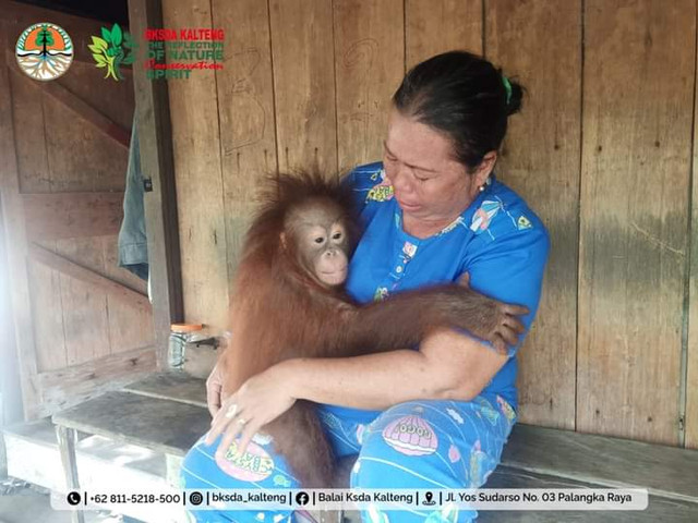 Wanti saat berpelukan dengan orang utan sebelum diserahkan ke BKSDA Kalteng. (FOTO: Dokumen BKSDA Kalteng).